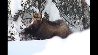 Alaska Teen Suffers Minor Injuries in Moose Attack: Moose, Not So Lucky