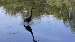 Nice reflection Great Blue Heron