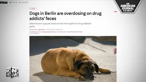 Dogs In San Francisco Are Getting High By Eating Human Poop Filled With Drugs