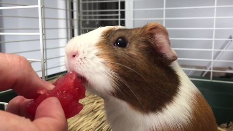 Try Not To Awww! At These Hamsters Eating!!