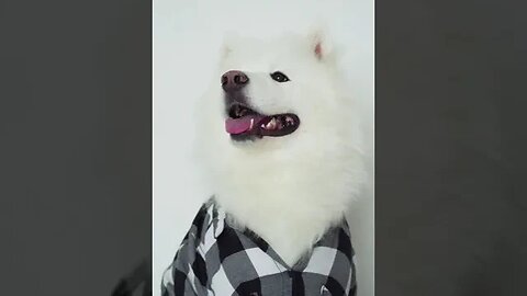 what i found on the internet funny dogs #shortsvideo #shorts
