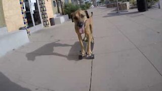 Guarda il cane sullo skateboard che sta facendo impazzire il mondo!