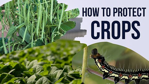 How to protect crops