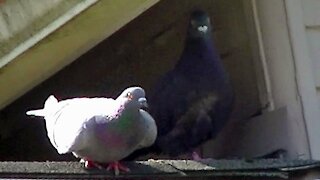 IECV NV #102 - 👀 Pigeons - Rock Doves On The Roof And The Take Off 5-31-2015