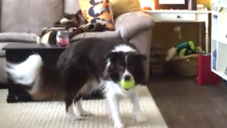 Talented Dog Treats Squeaky Toy Like Musical Instrument