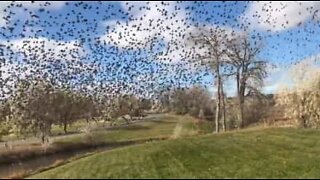 アメリカで裏庭に侵入する鳥