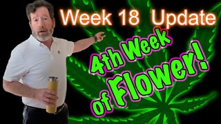 Week 4 of Flower - OG Kush & Bruce Banner Cannabis Grow in 2x4 Tents - PAR & Flowers (Silly Outro)