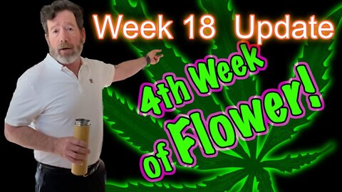Week 4 of Flower - OG Kush & Bruce Banner Cannabis Grow in 2x4 Tents - PAR & Flowers (Silly Outro)