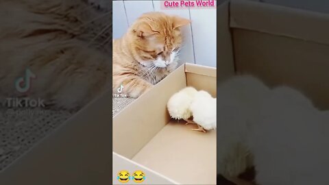 Cute cats doing funny things #shorts #funny #tiktok #cat #trending #trend