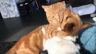 Cat grabs leash to prevent dog taking walk
