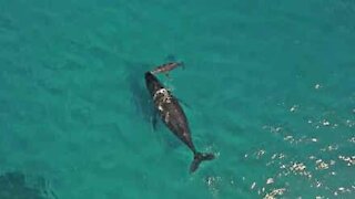 Nyfødt hval trekker pusten for første gang