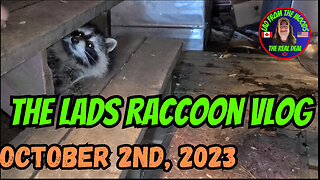 The Lads Raccoon Vlog | October 2nd, 2023 | Feeding Time |