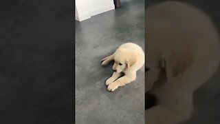 Cute Funny Dog -60