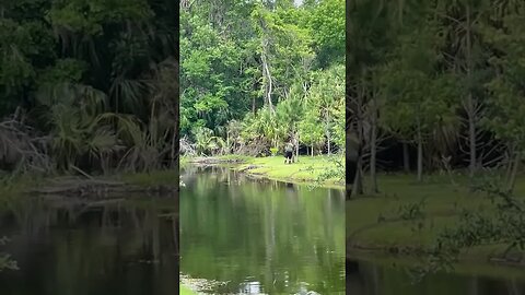Graphic content: Florida Alligator Meets Unexpected End