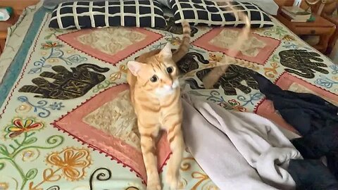 Orange Cat Really Wants The String 😹 [Practicing Catching Skills]