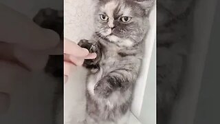 CAT VIDEO