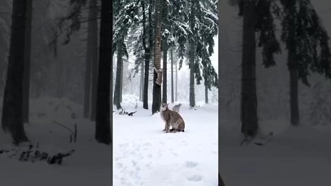 Gatinhos Brincando na Neve #shorts