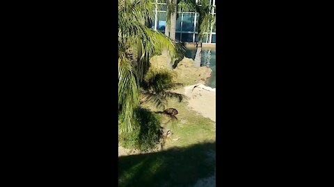 Seal rolling around cleaning itself