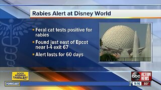 Feral cat prompts a rabies alert near Disney World's Epcot theme park