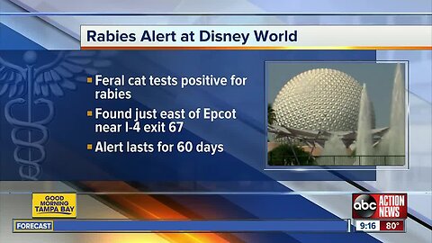 Feral cat prompts a rabies alert near Disney World's Epcot theme park