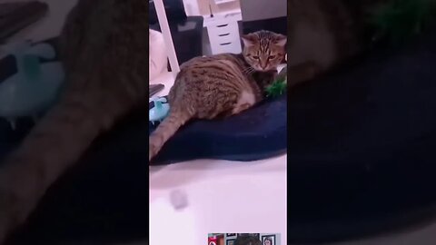 FUNNY CATS GATOS ENGRAÇADOS VIDEOS D