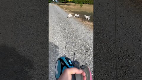 How to manage multiple retractable 26ft leashes #funny #dogs