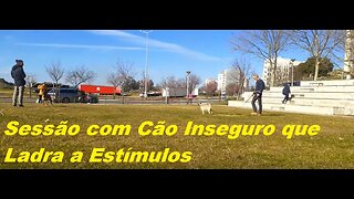 Sessão com Cão Inseguro que Ladra a Vários Estímulos, Cruzamento de Pug/Caniche