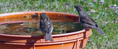 IECV NV #423 - 👀 House Sparrows At The Birdbath🐤🐤 7-15-2017