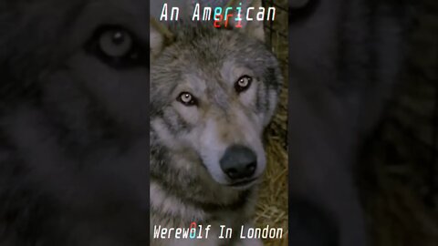 "A NAKED AMERICAN MAN STOLE MY BALLOONS" | AN AMERICAN WEREWOLF IN LONDON (1981)