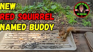 July 25th, 2023 | The Lads Vlog-002 | New Red Squirrel Named Buddy