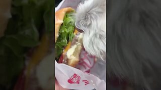 Doggo Eats Burger