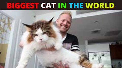 THE BIGGEST CAT IN THE WORLD