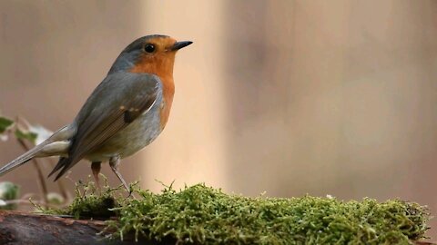 Robin Bird in the Forest