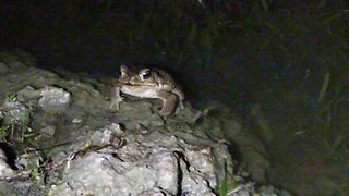 Mating Rituals of Frogs