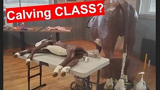 HOW TO Pull A Calf | Calving Class | Breech Calf