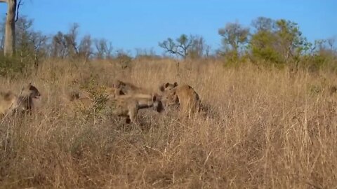 The Lion's Leg Was Bitten Off By Hyena During A Fierce Confrontation Over Food - Lion Vs Hyenas-1