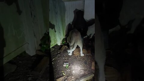 A oppossum came for the baby chickens last night. #chickens #2ndamendment #greatpyrenees #eggs