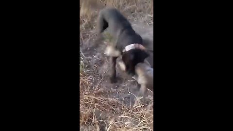 Pitbull attacks Coyote to protect Owner ! Pitbull and coyote fight! (Graphic Footage )
