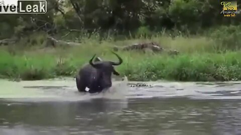 Buffalo , Lion , Crocodile , Hippo Wild animals fight to death CRAZIEST Animal Fights Caught