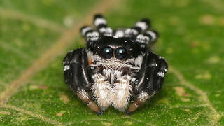 This Tiny Jumping Spider Cured Our Arachnophobia