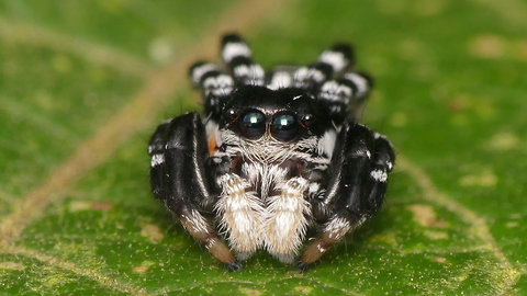 This Tiny Jumping Spider Cured Our Arachnophobia