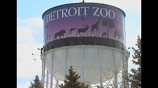 How the Detroit Zoo is overcoming the challenges of the pandemic