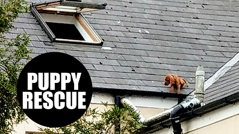 Firefighters rescuing a puppy from roof