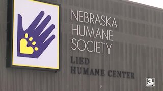 Nebraska Humane Society buys groceries for pet owner