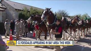 Budweiser Clydesdales making appearances in Tampa Bay area ahead of the Gasparilla Pirate Fest