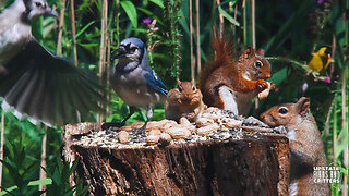 Cat TV 🐱 Dog TV 🐶 Upstate Birds And Critters: Ep 322— 071824