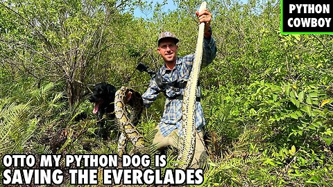 Saving The Everglades By Using Dogs To Hunt Giant Pythons