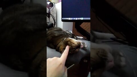 Cat Video to appease the algorithm - Boop Da Snoot