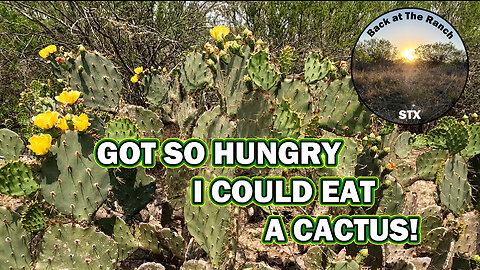 vlog - Harvest, Clean, Cook - Cactus Ranch Breakfast (Nopalitos) - Solo Turkey Hunt Part 2