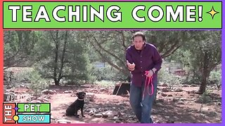 How to Teach a DOG to Come Without Treats